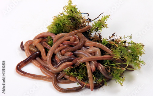 Fototapeta Naklejka Na Ścianę i Meble -  Common Earthworm Nightcrawler (Lumbricus Terrestris), group of earthworm on white background