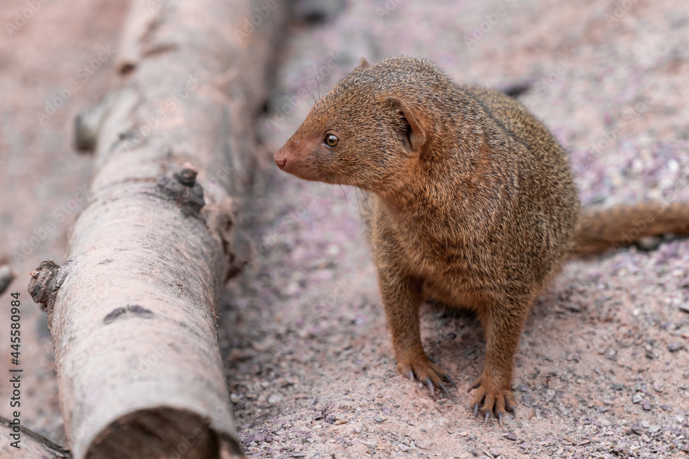 Cute common dwarf mongoose, Helogale parvula, on a sandy ground. Mongoose species native to Angola, northern Namibia, KwaZulu-Natal in South Africa, Zambia and East Africa.