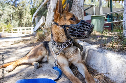 dog in the park
