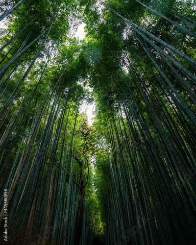 epic wide shot of green bamboo trees in japan