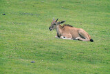 Detail shot of young Common eland, Taurotragus oryx, lying down on a grassy ground. Savannah and plains antelope found in East and Southern Africa.