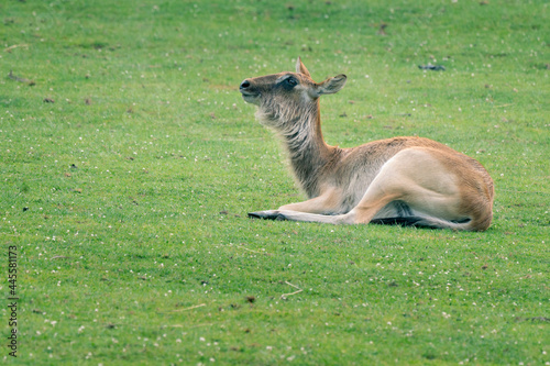 Fototapeta Naklejka Na Ścianę i Meble -  Young barasingha, Rucervus duvaucelii, also called swamp deer, lying down on a grassy ground. Deer species distributed in the Indian subcontinent.