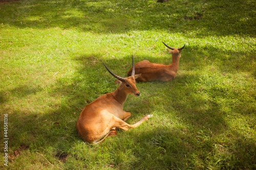 Two cute antelopes resting on a green grass in shadow of trees in summer. © Ольга Ким