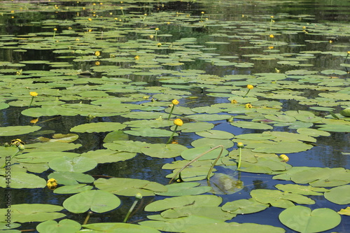 lot of yellow water lily in water background.