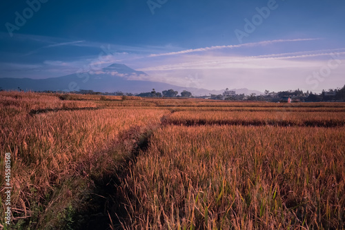 sunset in the field