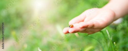 Fotografia Wide photo of a ladybug in children's hands against a background of green grass