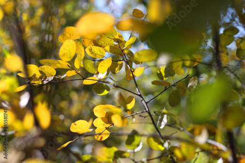 Autumn color leafes through the sunlight