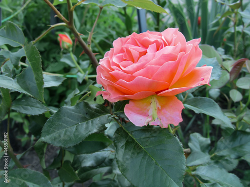 Bright pink rose flower on a background of green leaves