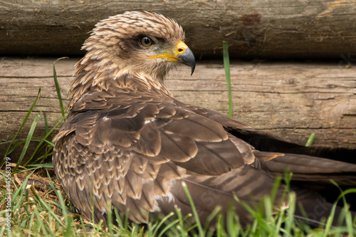 Bussard