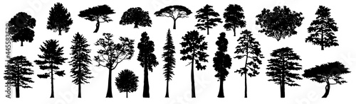 Tree Set. Different Tree Silhouette. Evergreen and Deciduous trees. Isolated on White Background. Vector Illustration. Forest and Park Elements. Nature collection. Black Hand Drawing Illustration.