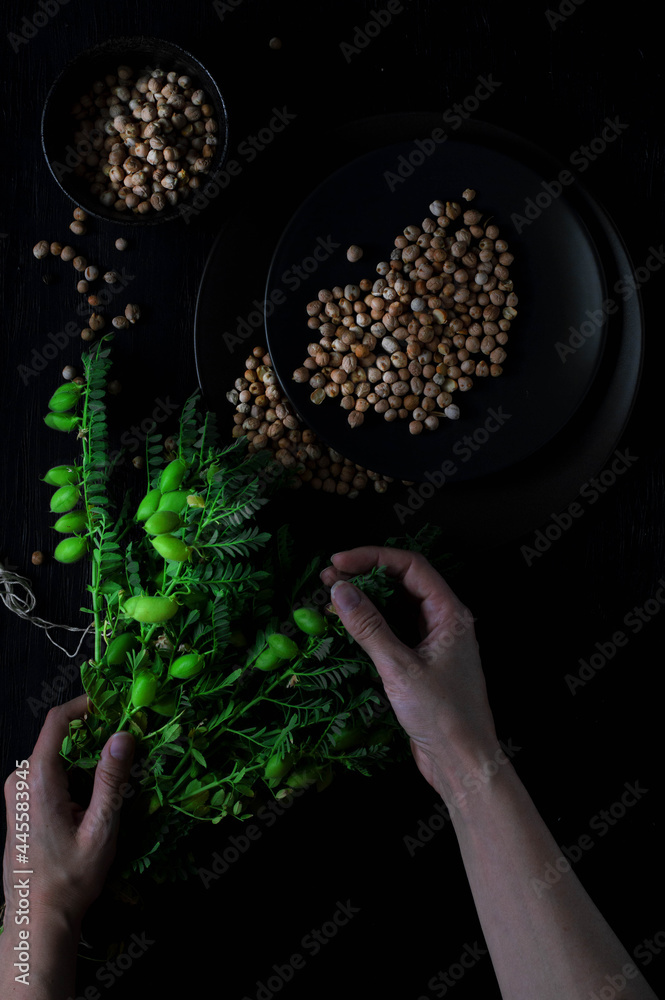 Chickpea plant on a dark background Chickpea plant on a dark background