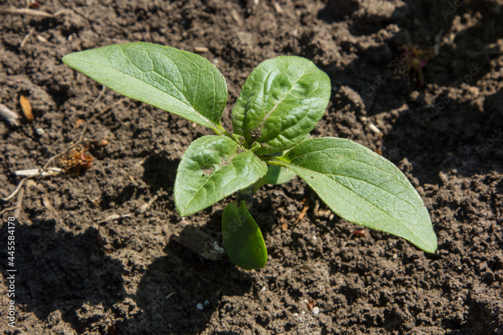 in the field of the farm sunflower sprouts grow in the spring in the field of the farm sunflower sprouts grow in the spring