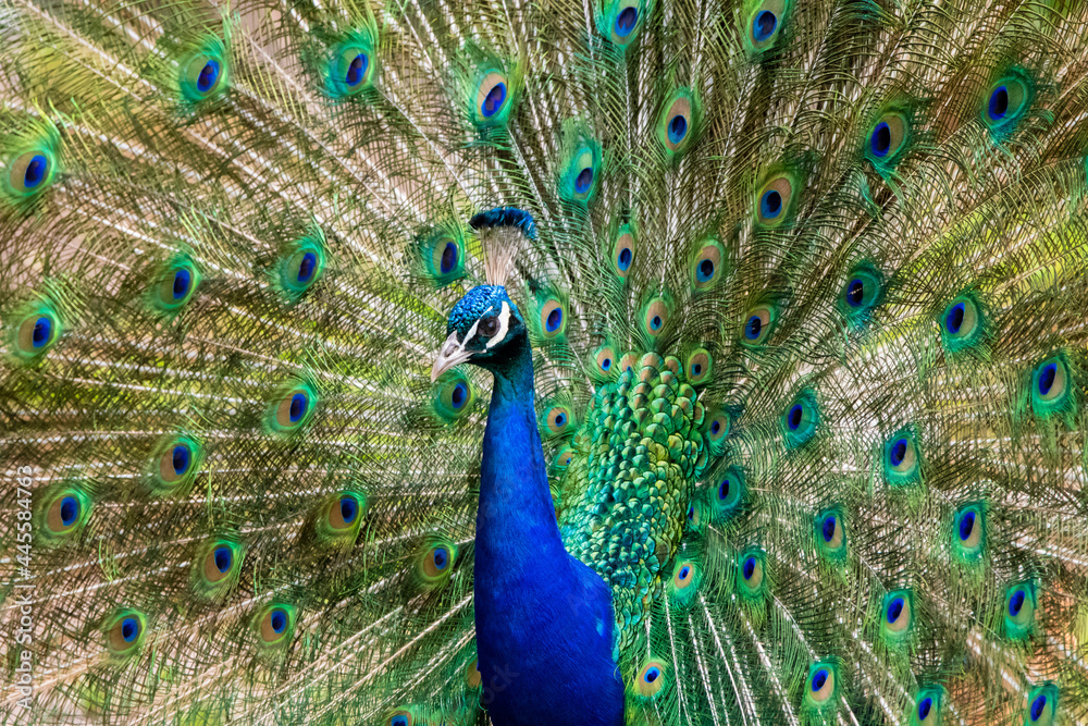 Obraz premium peacock, Pfau