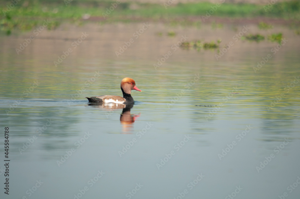 duck in the water