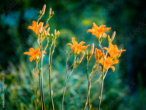 Orange flowers of bollming Daylily Hemerocallis fulva on the green garden backgound.