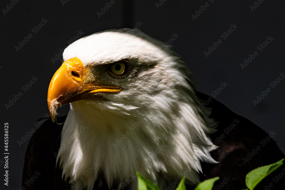 Obraz premium Weißkopfseeadler