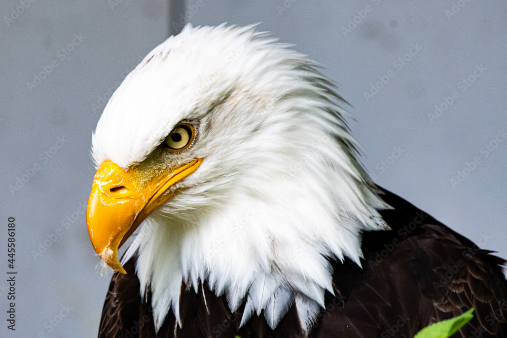 Obraz premium Weißkopfseeadler
