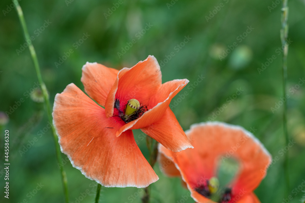 Wild poppies bloom in late spring and summer. Beauty of nature. Wild poppies bloom in late spring and summer. Beauty of nature.