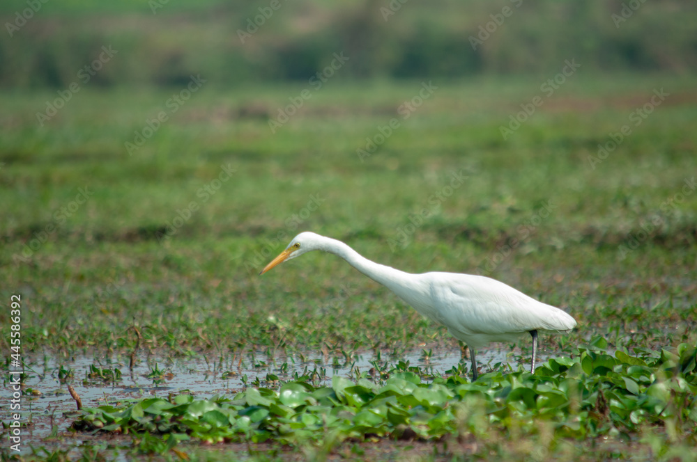 Fototapeta premium great white heron