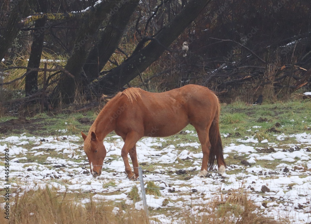 Beautiful brown horse grazing in partially snow covered paddock with autumn trees in the background and kookaburra perched in the trees on a cloudy cold winter day. Beautiful brown horse grazing in partially snow covered paddock with autumn trees in the background and kookaburra perched in the trees on a cloudy cold winter day.