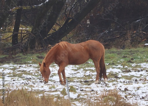 Beautiful brown horse grazing in partially snow covered paddock with autumn trees in the background and kookaburra perched in the trees on a cloudy cold winter day.