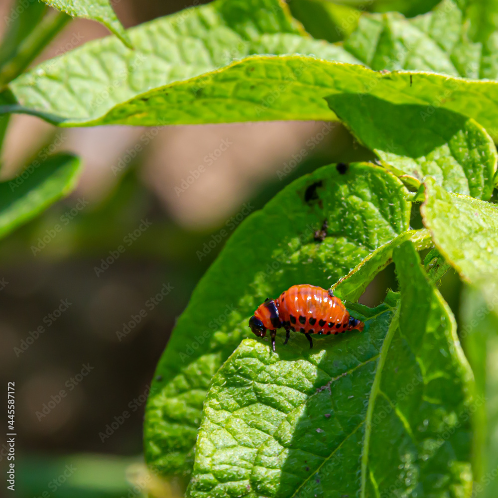 Fototapeta premium Colorado potato beetle larvae on a potato leaf. agricultural pests
