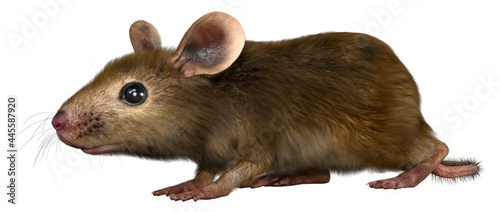 3D Rendering Little Broun Mouse on White