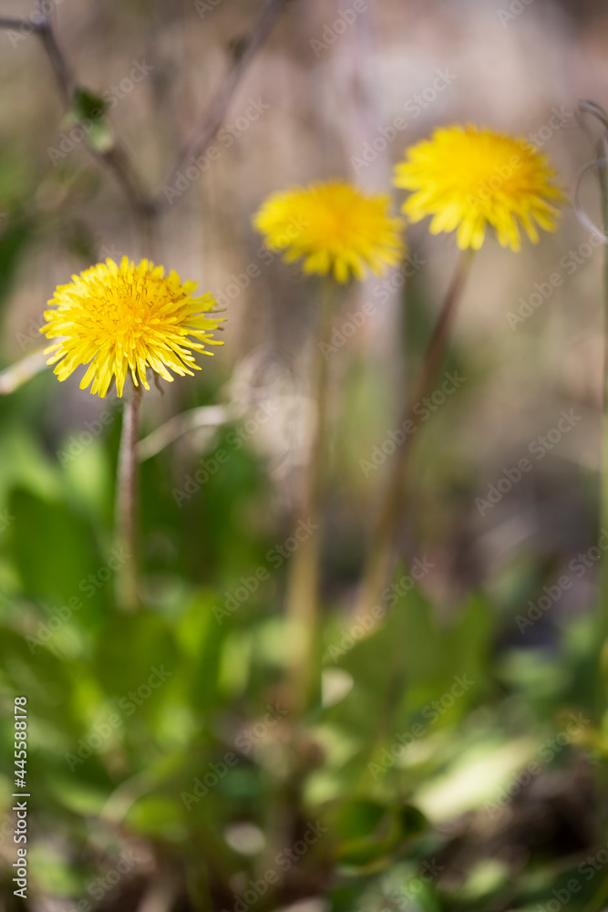 Yellow dandelions on a blurred background Yellow dandelions on a blurred background
