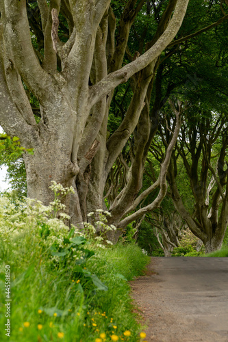 Road through the Dark Hedges tree tunnel at sunset in Ballymoney, Northern Ireland. It is an avenue of old beech trees tunnel which planted in 18th century and become an attractions of tourist.