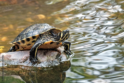 Gelbbauch - Schmuckschildkröte / Gelbwangen - Schmuckschildkröte ( Trachemys scripta scripta ).