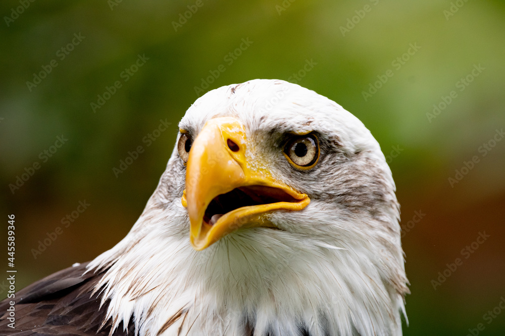 Obraz premium Weisskopfseeadler