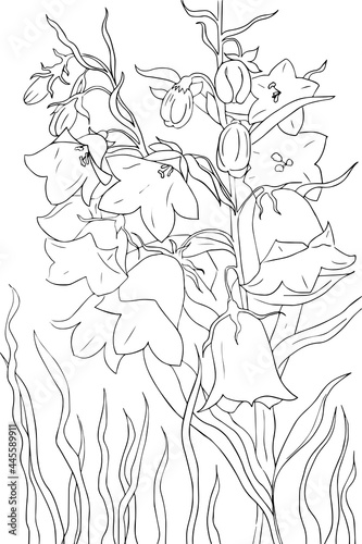 Bunch with flower bell, leaf and bud Perennial climbing plant in contour outline style for coloring book or page