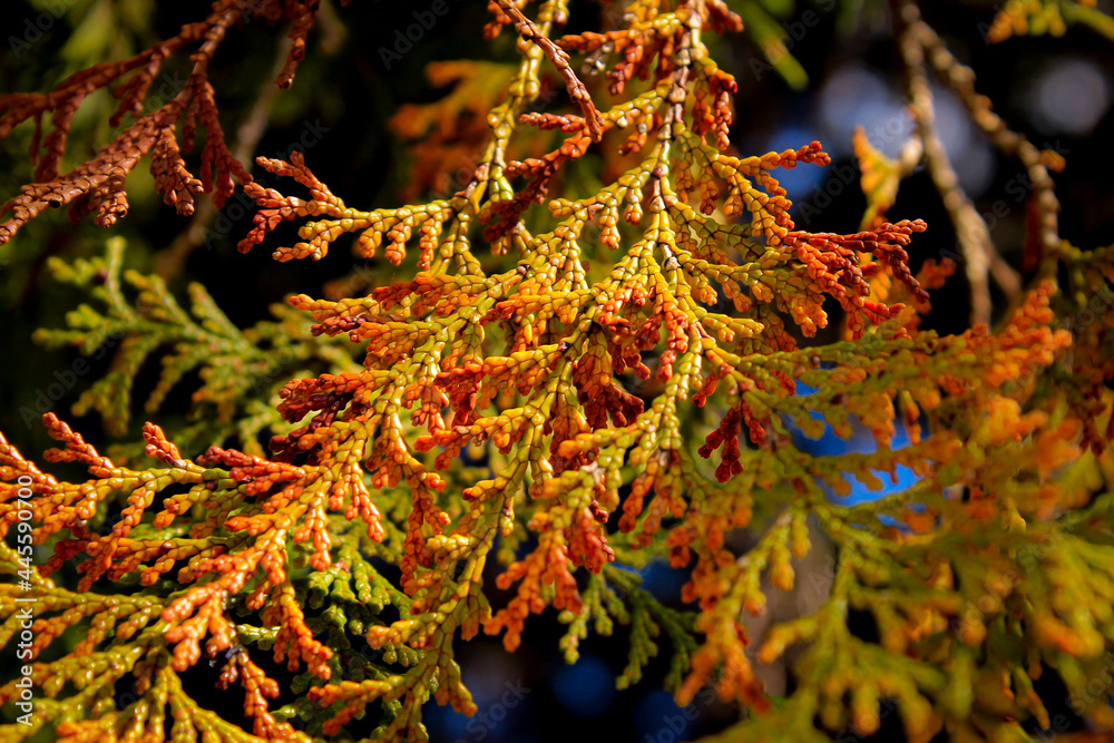 close up of orange branch close up of orange branch