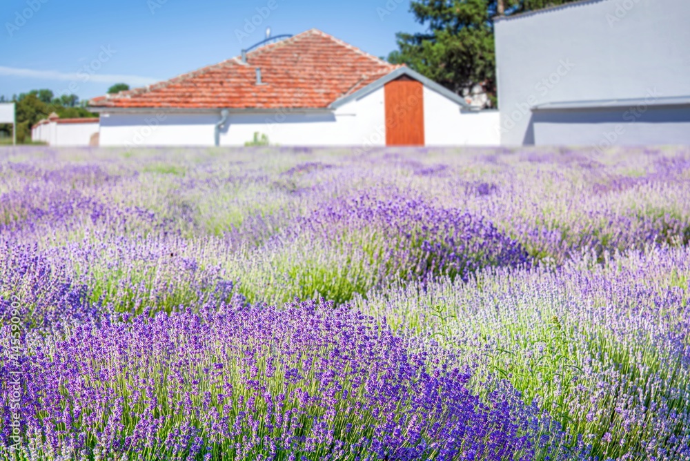 Lavender field against the sky, beautiful landscape Lavender field against the sky, beautiful landscape