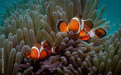 A pair of orange clown fish looking at the camera swimming out of the anemone against the backdrop of turquoise sea water © UW.art