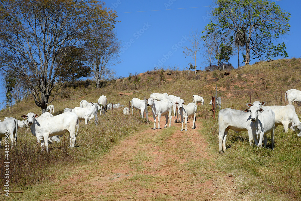 Obraz premium breeding cows loose in the pasture