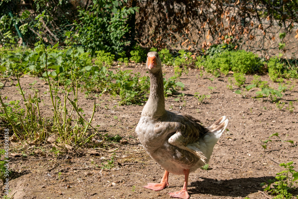 pato en el suelo