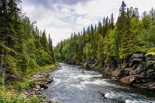 Fototapeta Naklejka Na Ścianę i Meble -  wild river and green pine forest landscape in northern Sweden