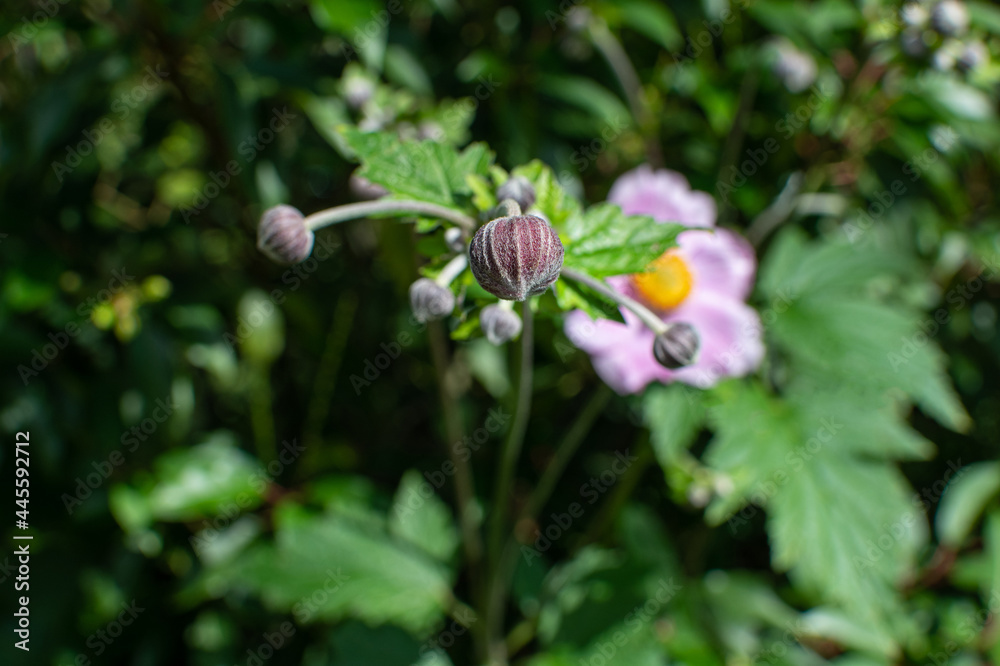Knospe der Violett blühenden Herbst-Anemone Knospe der Violett blühenden Herbst-Anemone