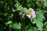 Knospe der Violett blühenden Herbst-Anemone