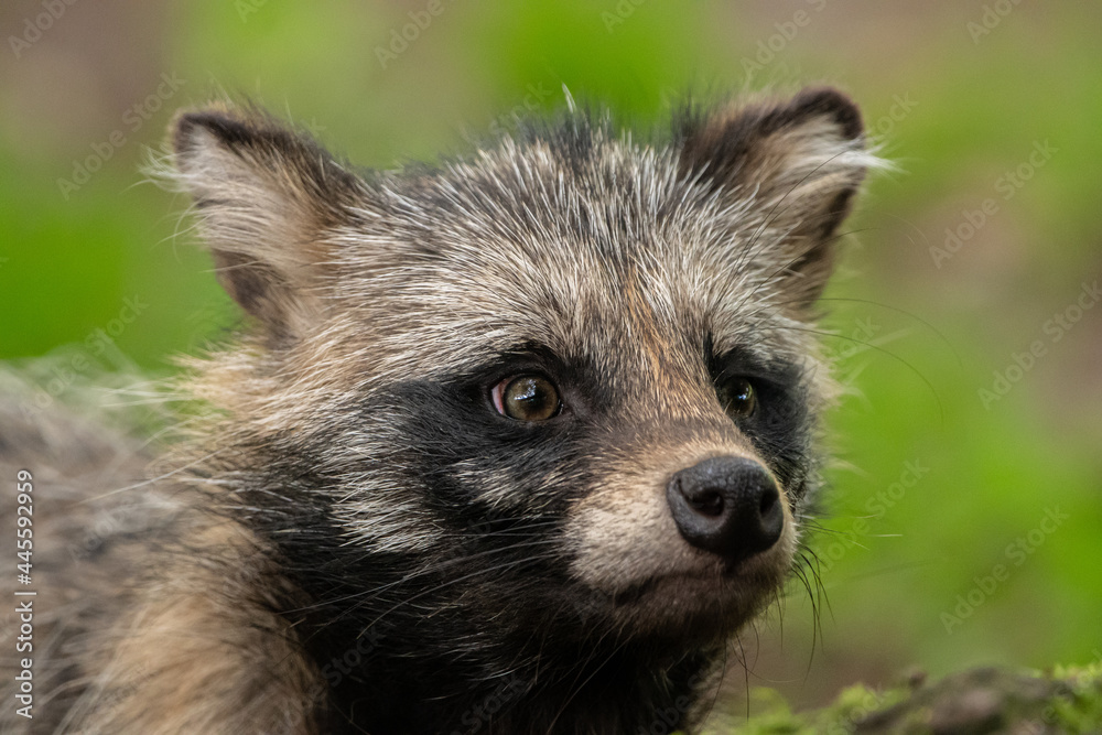 Naklejka premium Marderhund