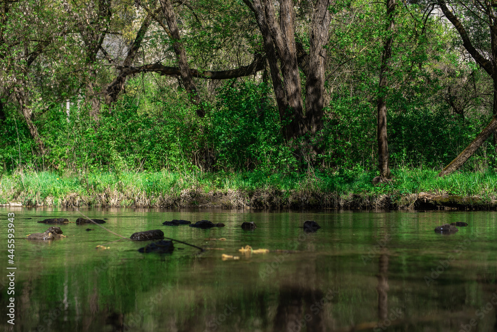 ducks on the river ducks on the river