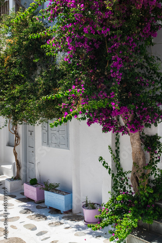 Fototapeta Naklejka Na Ścianę i Meble -  Iconic Pink Flowers on the streets in Mykonos, Greece