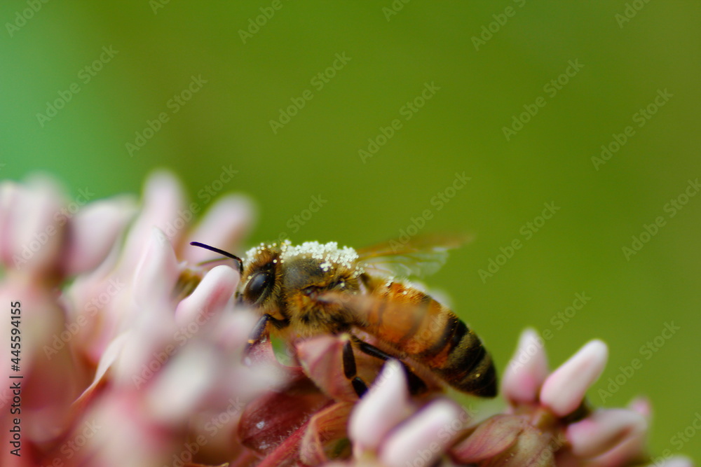 Bee Covered with Pollen Feeding on a Milkweed Flowers Bee Covered with Pollen Feeding on a Milkweed Flowers