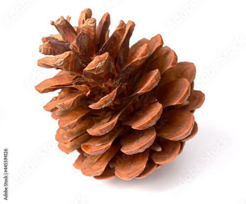 Fotografi one dried pine cone isolated on white background