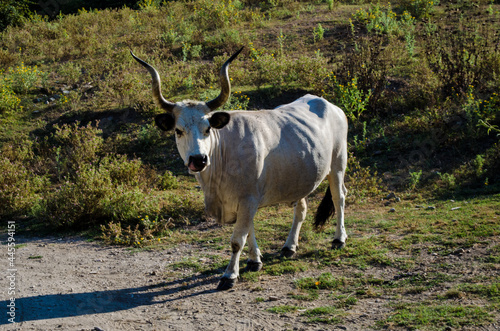 Un esemplare di mucca maremmana lungo la Via Francigena nel Lazio photo