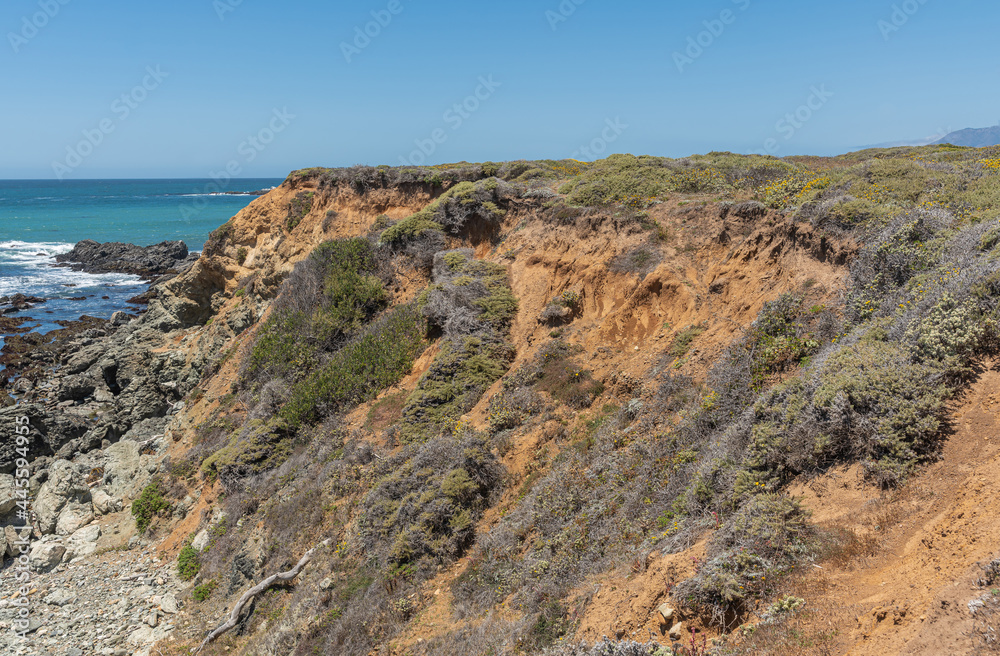 San Simeon, CA, USA - June 8, 2021: Pacific Ocean coastline north of town. Closeup of brown rocky cliff descending in water partially covered by green weeds under blue sky. San Simeon, CA, USA - June 8, 2021: Pacific Ocean coastline north of town. Closeup of brown rocky cliff descending in water partially covered by green weeds under blue sky.