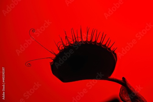 Closeup of the silhouette of a backlit Venus flytrap with insect antennae sticking out