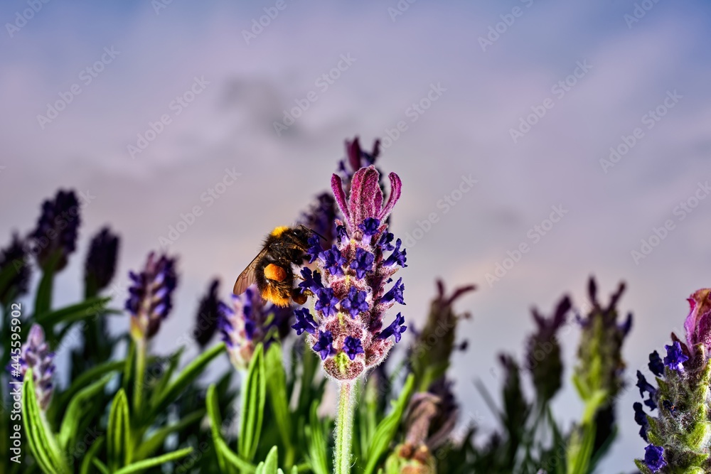 Close-up of a bumblebee with pollen sacs on a blooming lavender plant