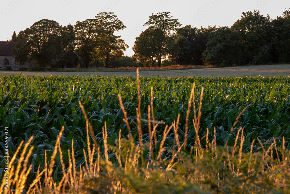Obraz premium corn field at sunset